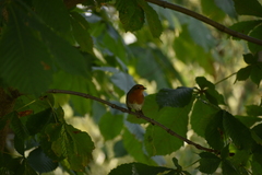Erithacus rubecula