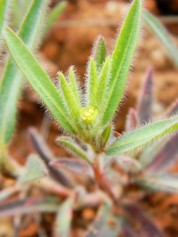 Euphorbia gueinzii