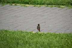 Phoenicurus ochruros