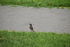 Phoenicurus ochruros