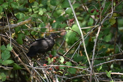 Turdus merula