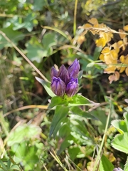 Gentiana dschungarica
