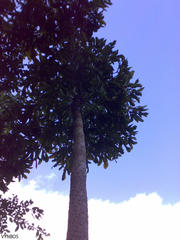 Cussonia