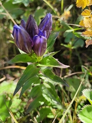 Gentiana dschungarica