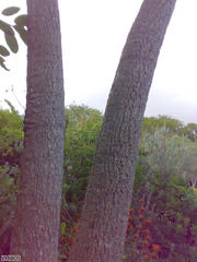 Cussonia