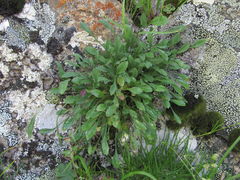 Campanula saxifraga