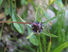 Campanula saxifraga