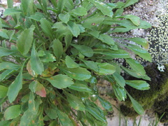 Campanula saxifraga