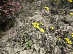 Gymnodiscus capillaris