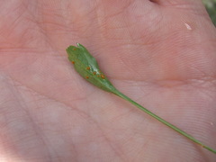Campanula saxifraga