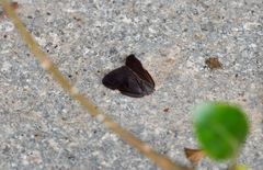 Ricania sublimata