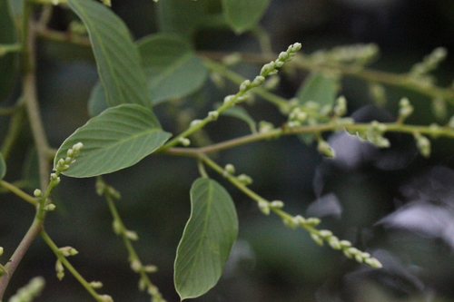 Image of Berchemia floribunda by no rights reserved