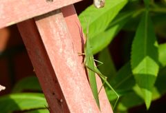 Acrida cinerea