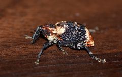 Eucryptorrhynchus scrobiculatus