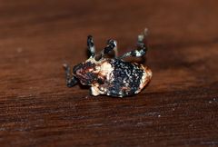 Eucryptorrhynchus scrobiculatus