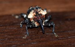 Eucryptorrhynchus scrobiculatus