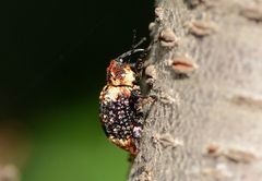 Eucryptorrhynchus scrobiculatus