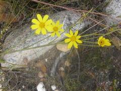 Osteospermum asperulum