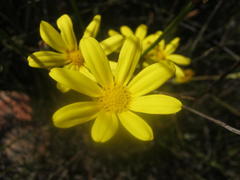 Osteospermum asperulum