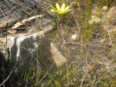 Osteospermum asperulum