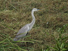Ardea cinerea