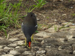 Gallinula chloropus