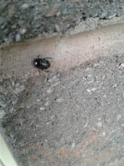 Pangaeus bilineatus