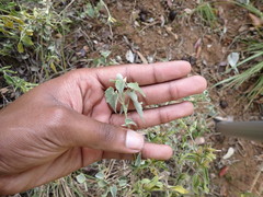Abutilon sonneratianum