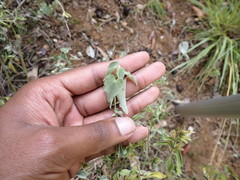 Abutilon sonneratianum