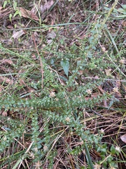 Pultenaea gunnii