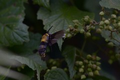 Sataspes