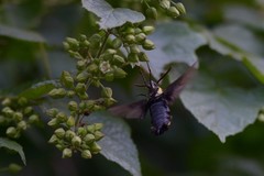 Sataspes