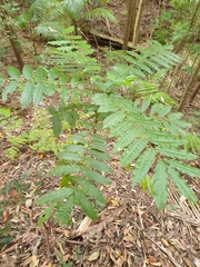 Dysoxylum mollissimum