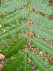 Dysoxylum mollissimum