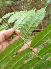 Dysoxylum mollissimum