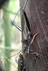 Notobitus