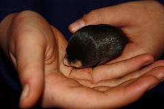 Chrysochloris asiatica