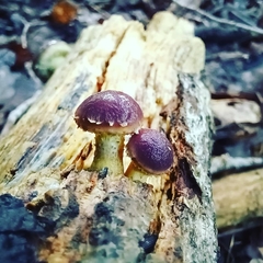 Pholiota polychroa