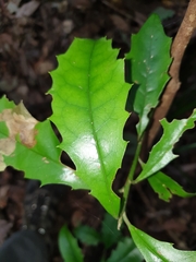 Polyosma cunninghamii