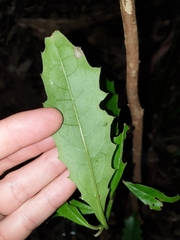 Polyosma cunninghamii