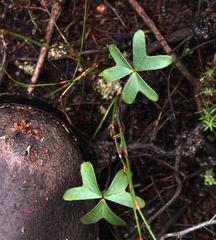 Oxalis truncatula