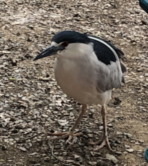 Nycticorax nycticorax