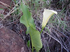 Zantedeschia pentlandii