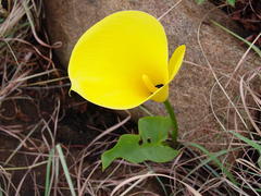 Zantedeschia pentlandii