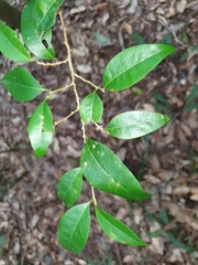 Cleistanthus cunninghamii