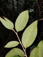 Cleistanthus cunninghamii