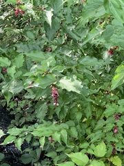 Leycesteria