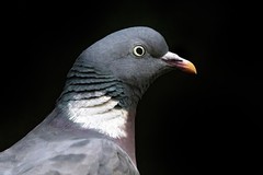 Common Wood Pigeon photo 5