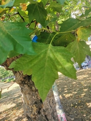 Platanus