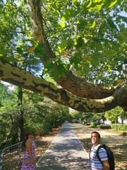Platanus